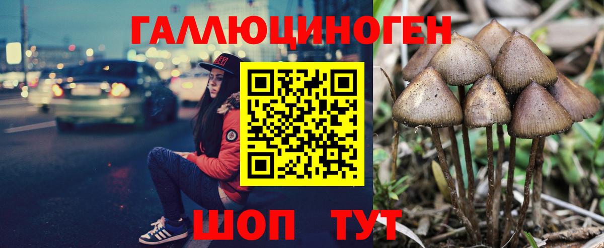Галлюциногенные грибы Psilocybe  Вход с VPN  Тихорецк  закладка  Галлюциногенные грибы GOLDEN TEACHER 